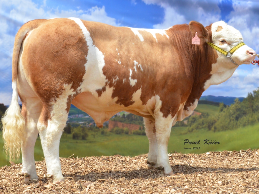 Beef simmental image