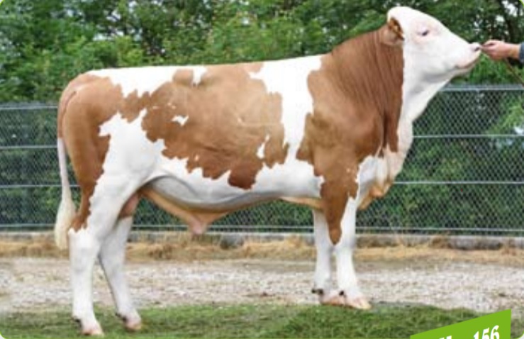Dairy Simmental image