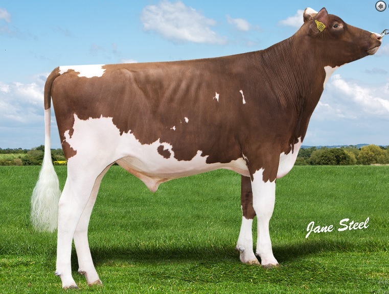 Red Holstein image