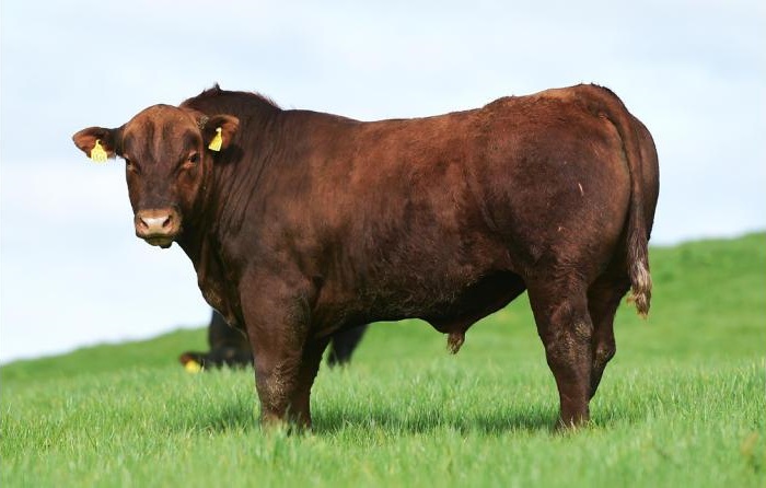 Red Angus image